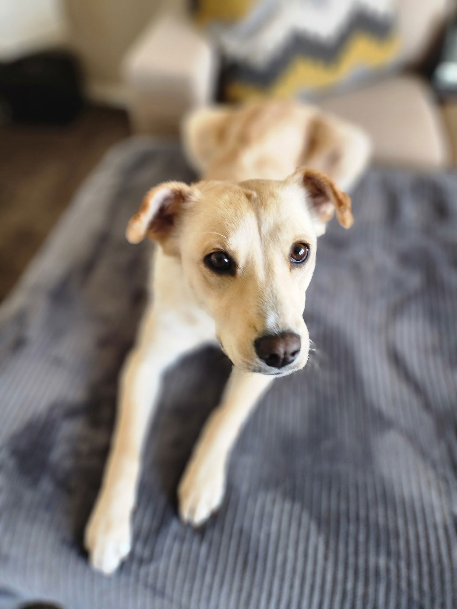 COLLETTE - Collie available for adoption