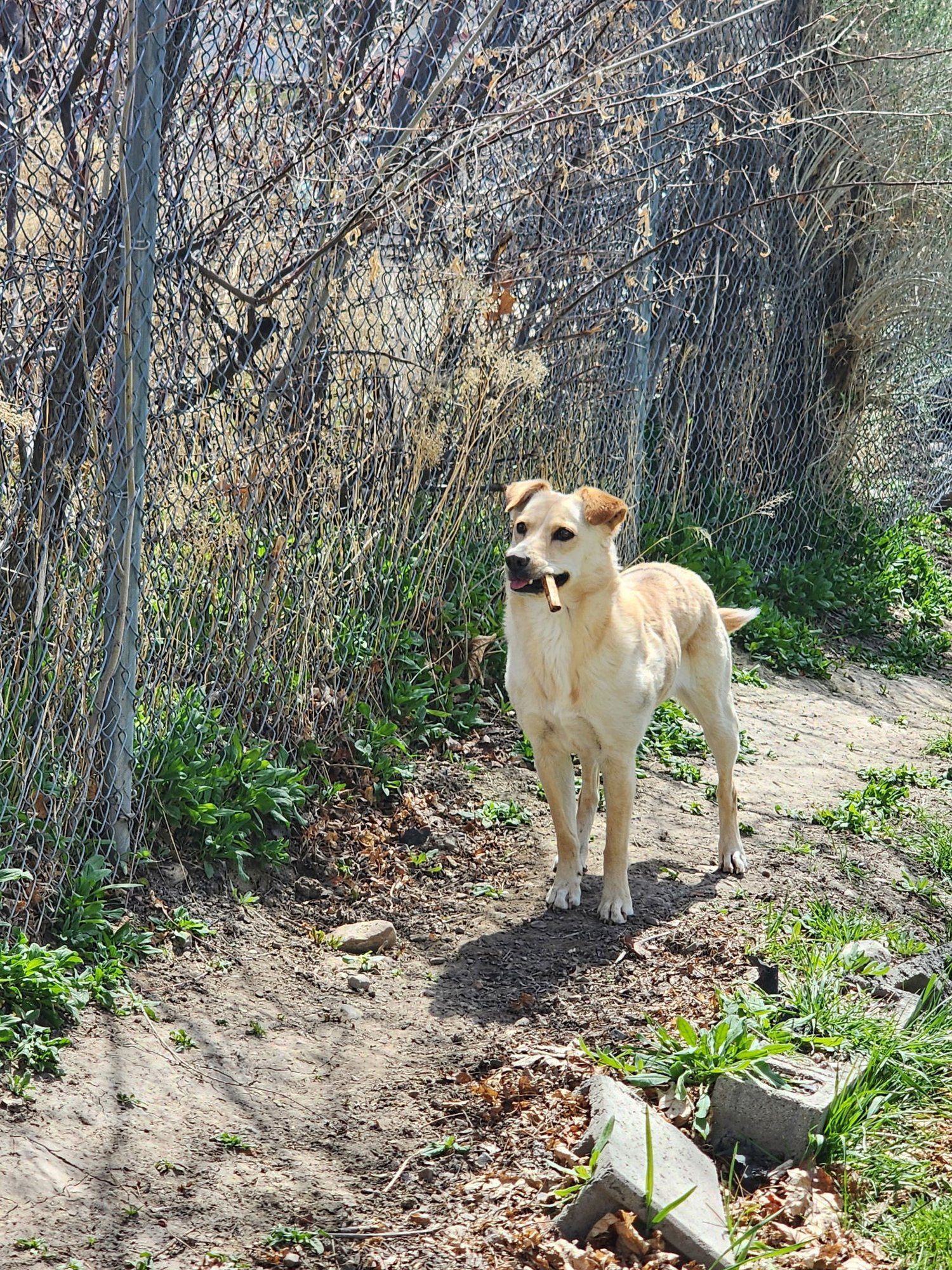 COLLETTE - Collie available for adoption