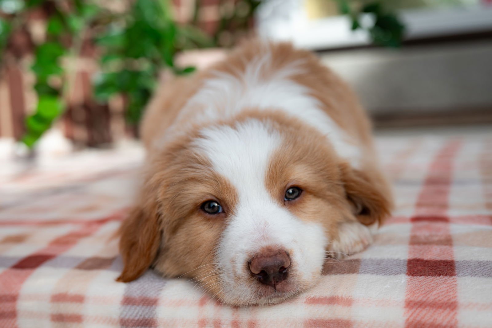 SHABU SHABU - Collie available for adoption