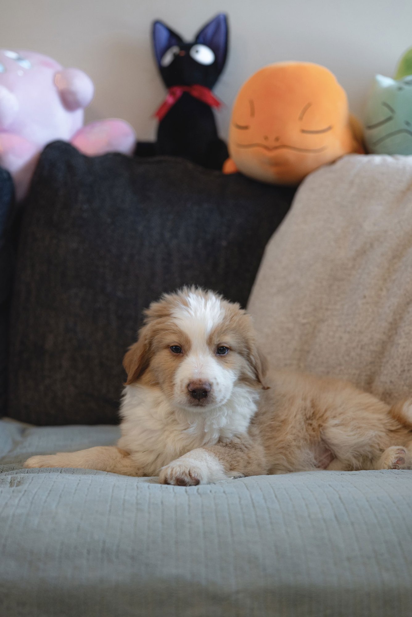 SHABU SHABU - Collie available for adoption