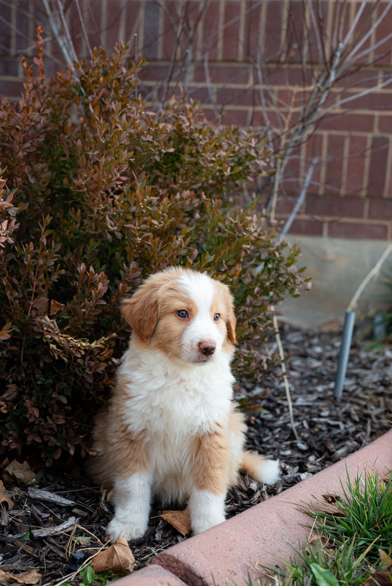 Shabu Shabu - Photo 5