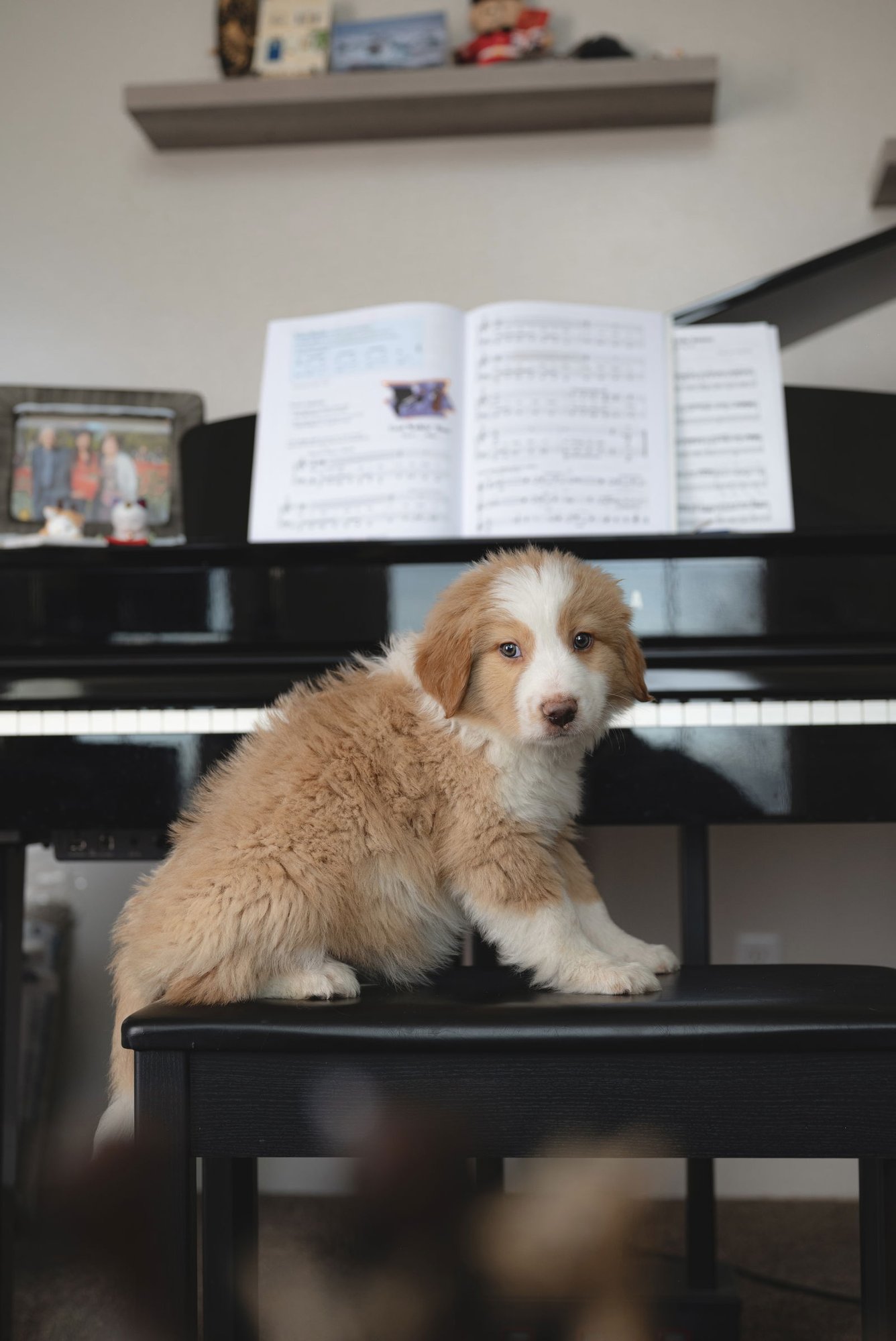 Shabu Shabu - Photo 6
