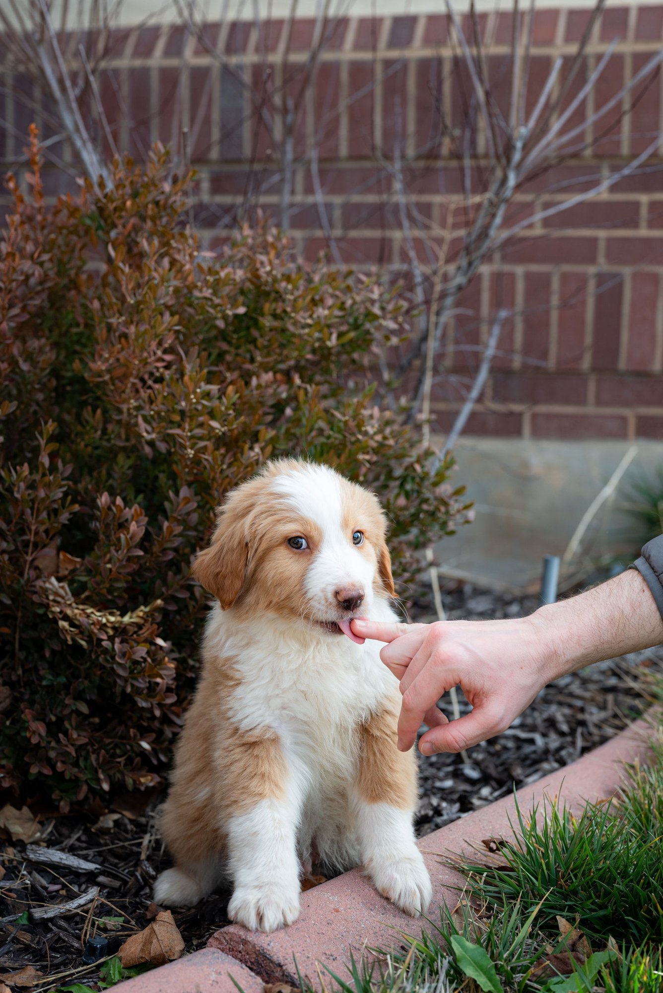 Shabu Shabu - Photo 7