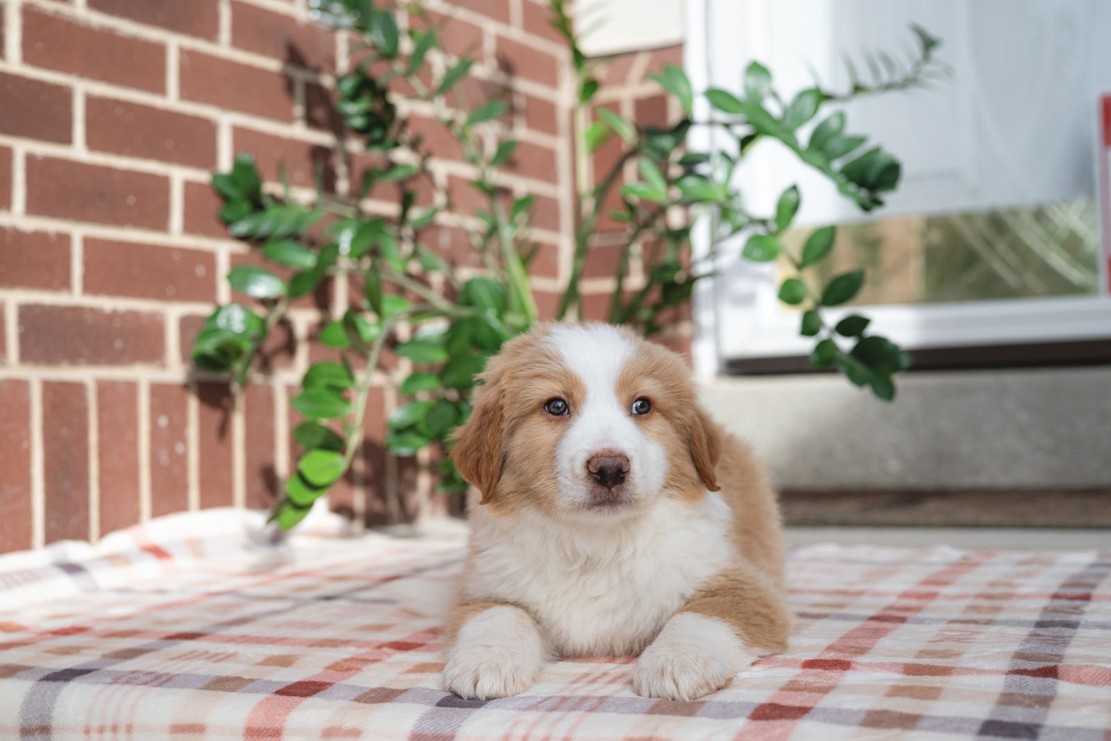 Shabu Shabu - Photo 8