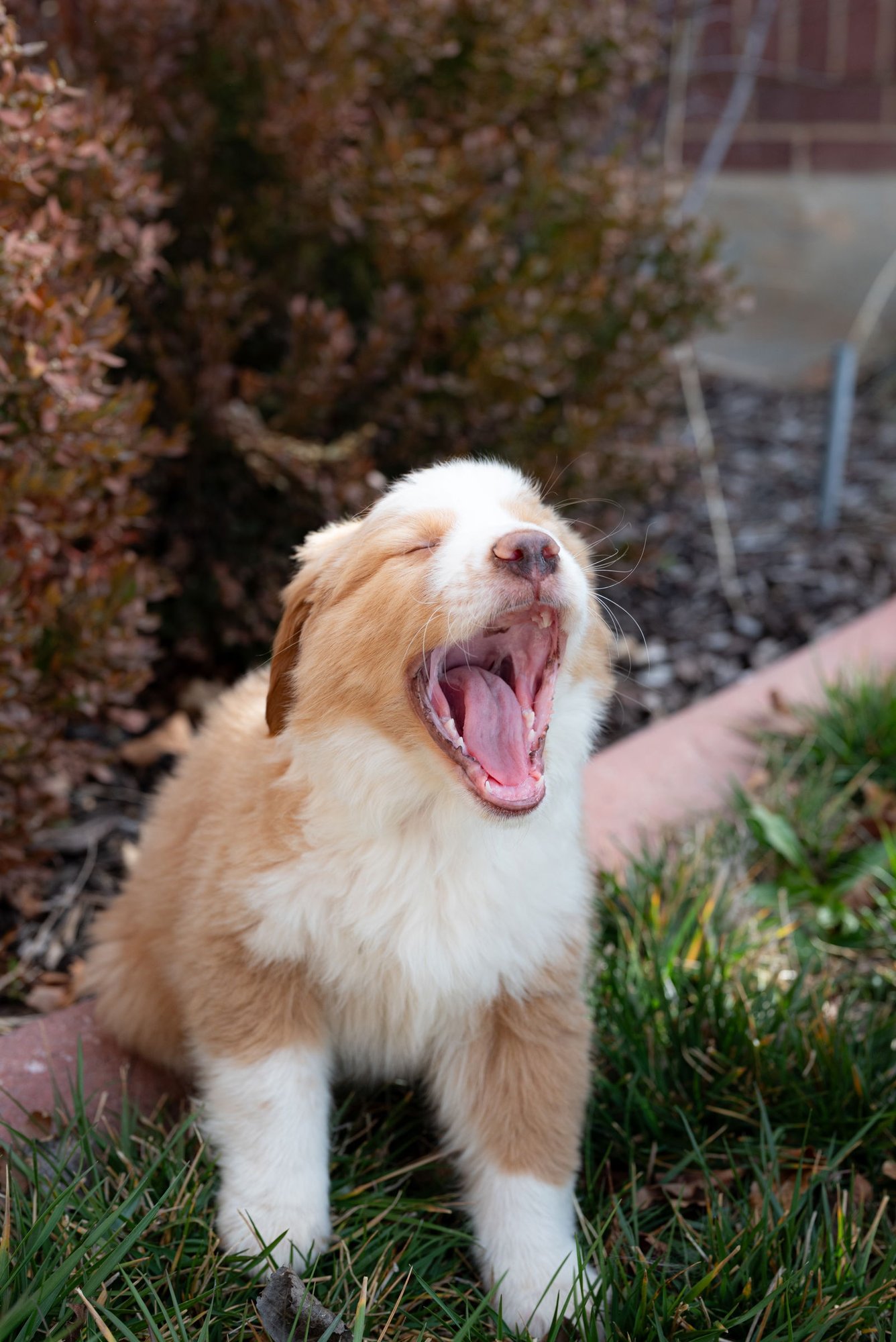 Shabu Shabu - Photo 9