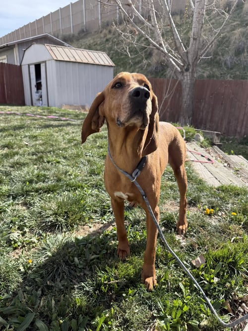 WYNDLE - Hound available for adoption