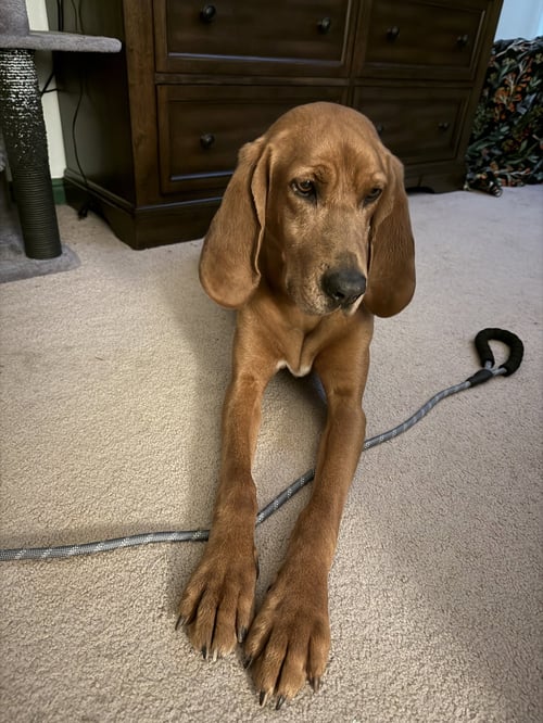 WYNDLE - Hound available for adoption