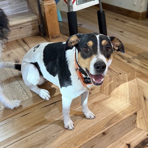 ROSIE ROSER - Unknown available for adoption