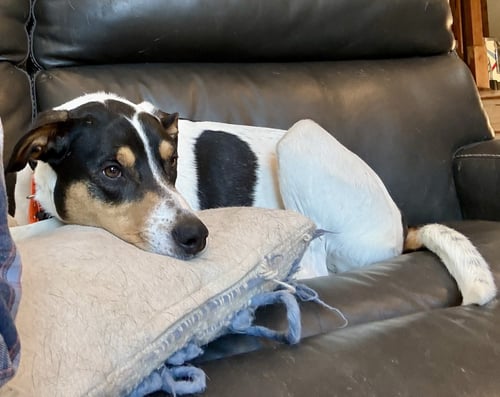 ROSIE ROSER - Unknown available for adoption