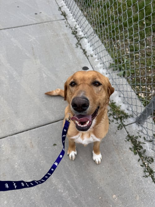STELLA ARTEMIS - Labrador Retriever available for adoption