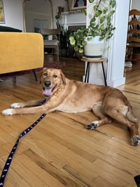 Stella Artemis - Photo 2