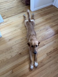 Stella Artemis - Photo 4