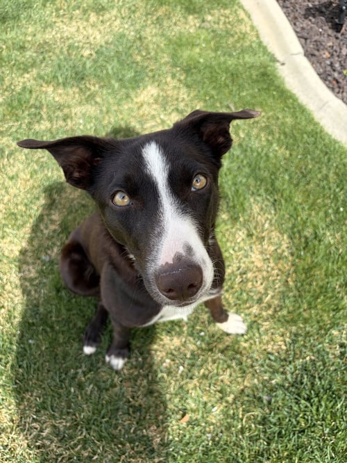 TUCCKER - Border Collie available for adoption