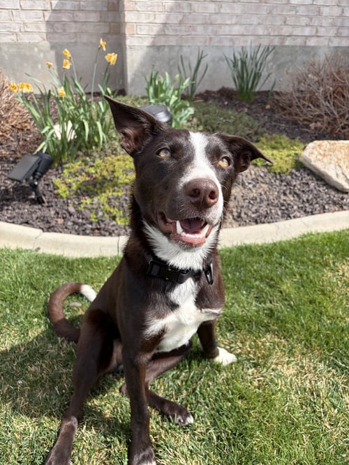 TUCCKER - Border Collie available for adoption