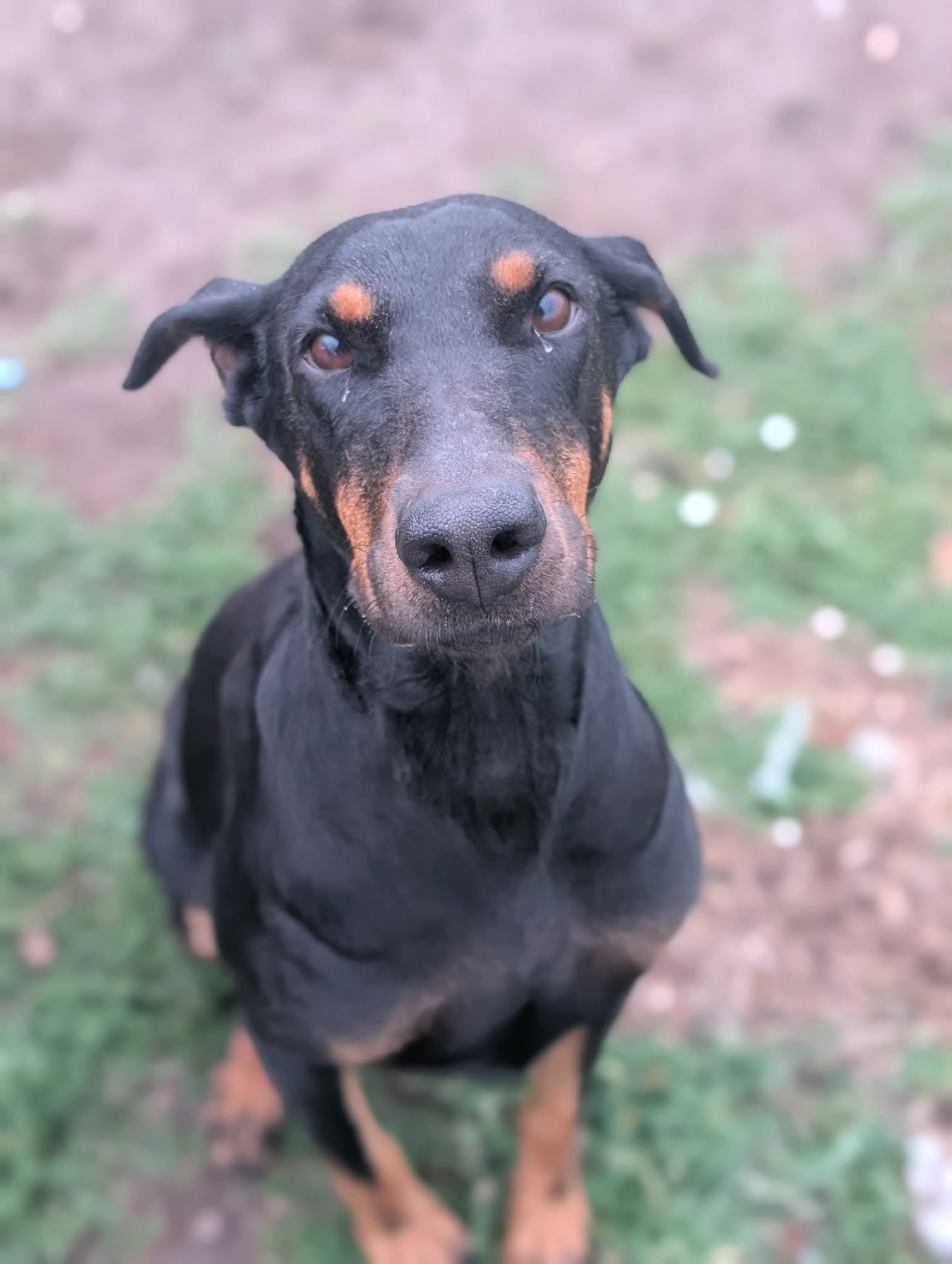 QUEEN JOLENE - Doberman Pinscher available for adoption
