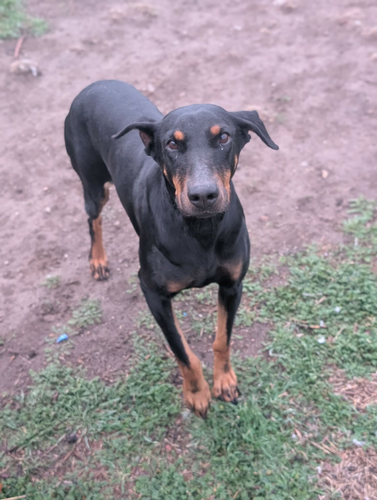 QUEEN JOLENE - Doberman Pinscher available for adoption