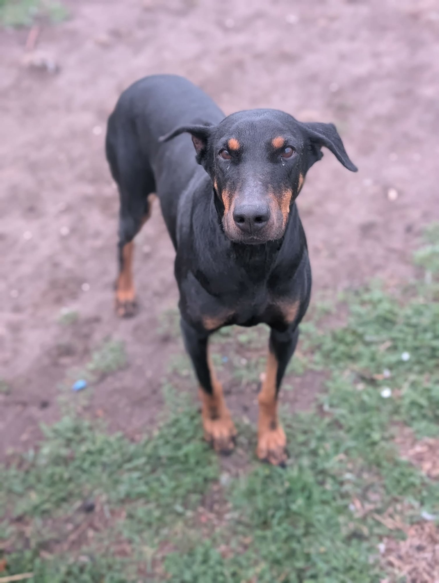 Queen Jolene - Photo 3