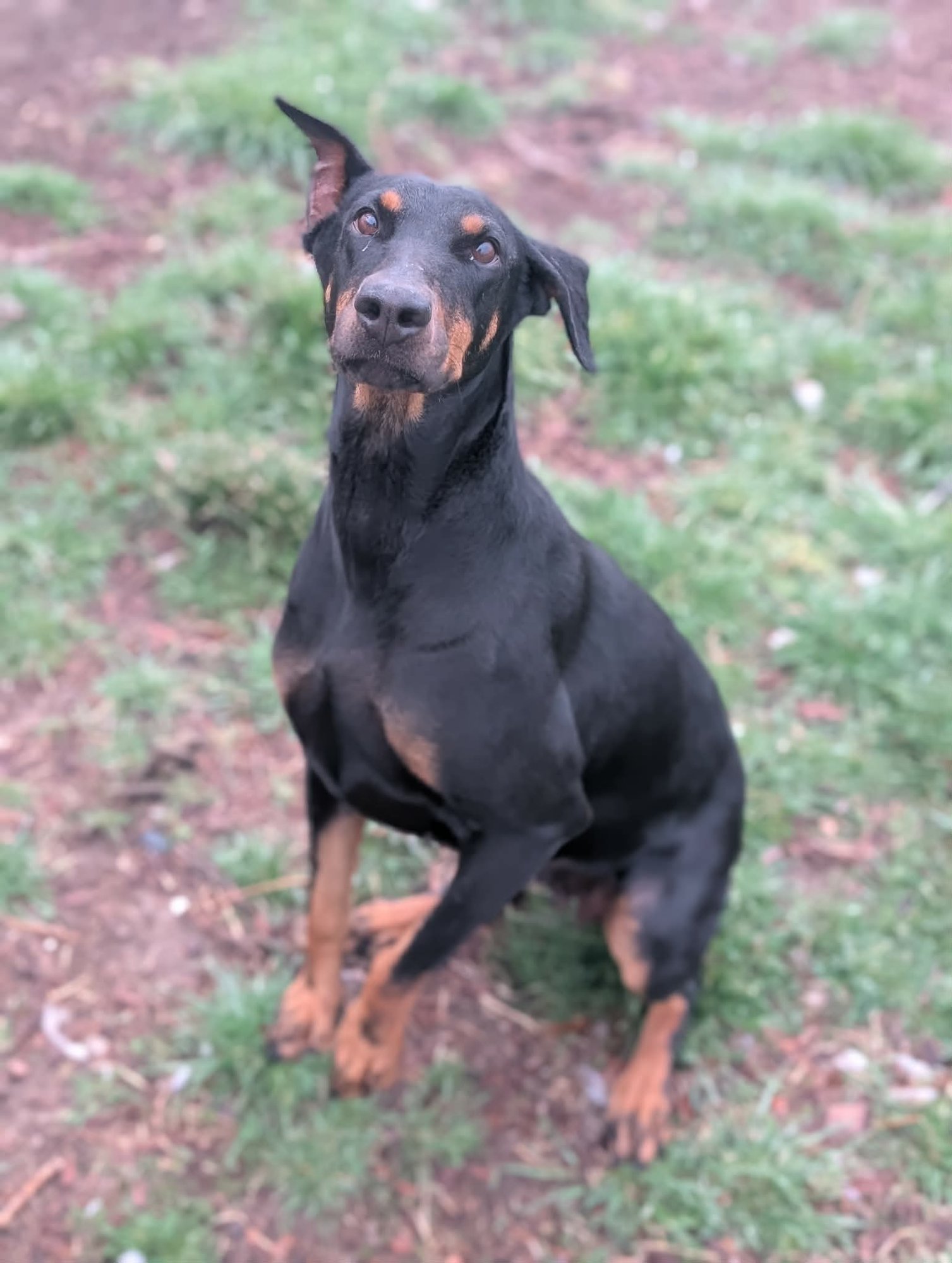 Queen Jolene - Photo 4