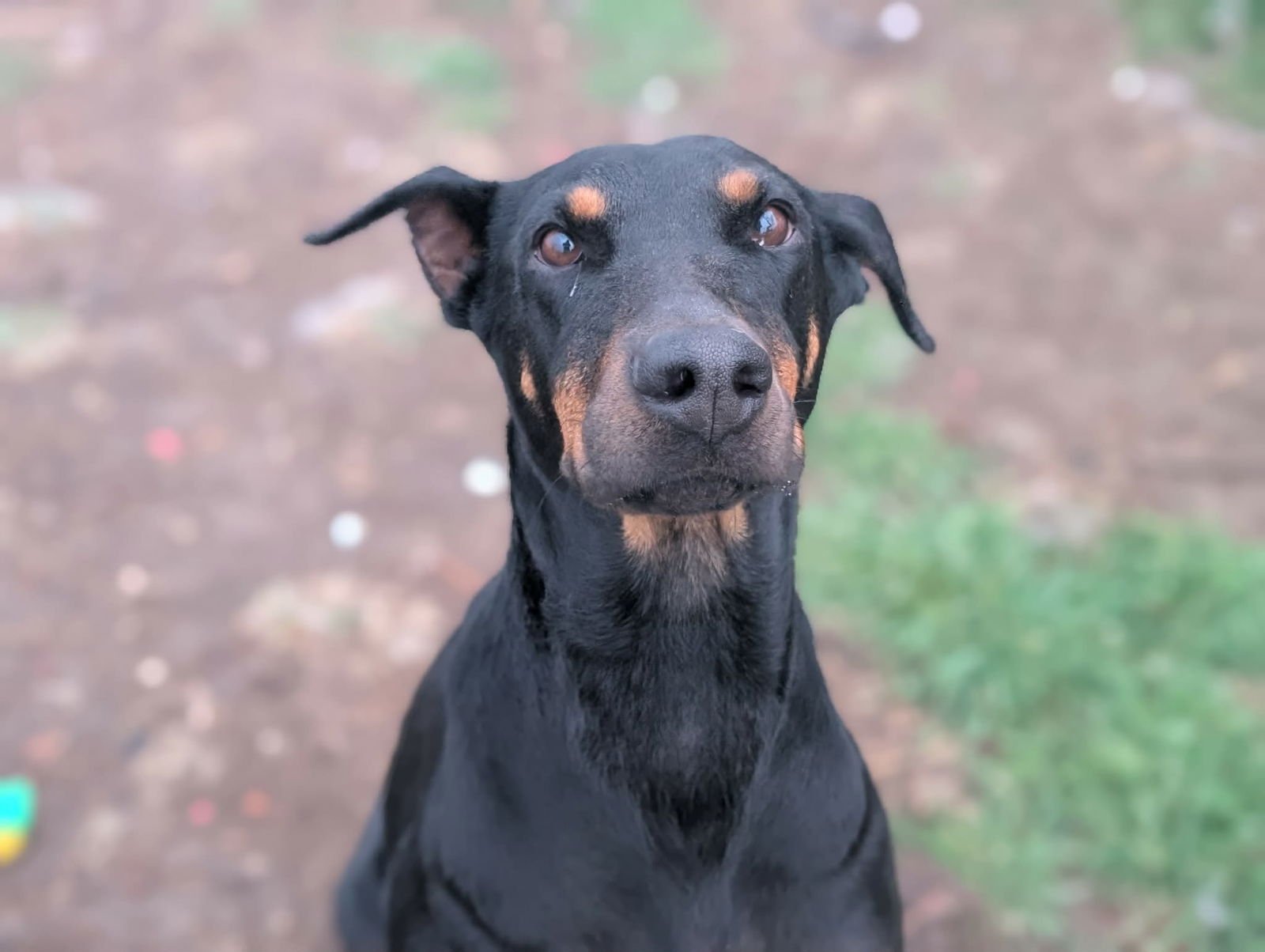 Queen Jolene - Photo 6