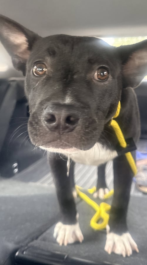 TUXX - American Pit Bull Terrier available for adoption