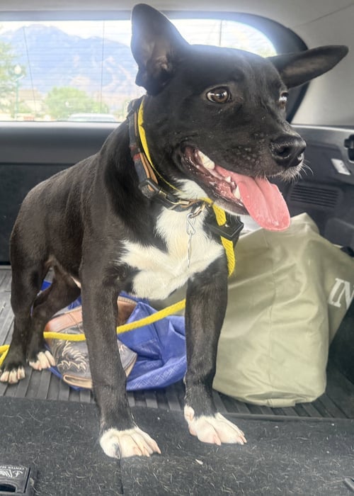 TUXX - American Pit Bull Terrier available for adoption