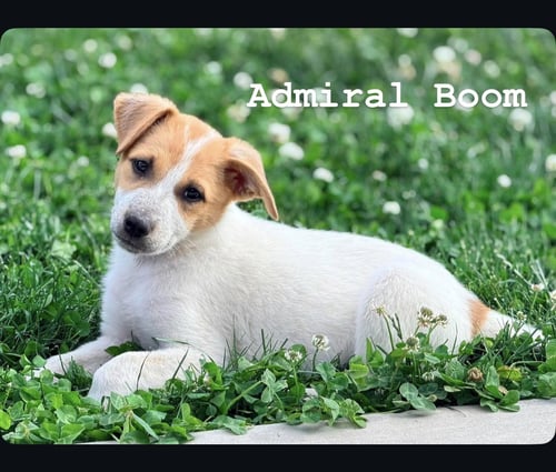 ADMIRAL BOOM - Cattle Dog for adoption in West Jordan
