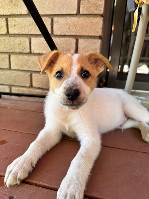 ADMIRAL BOOM - Cattle Dog available for adoption