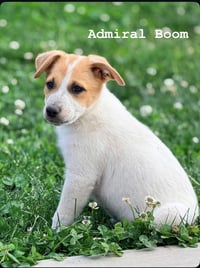 Admiral Boom - Photo 3