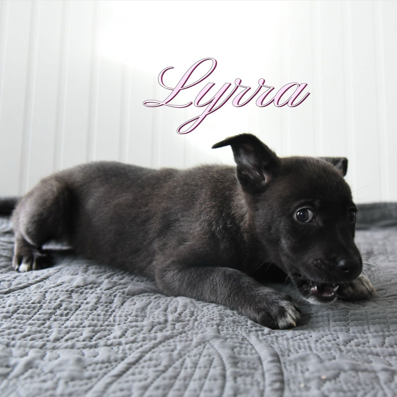 LYRRA - Corgi / Australian Cattle Dog/Blue Heeler available for adoption