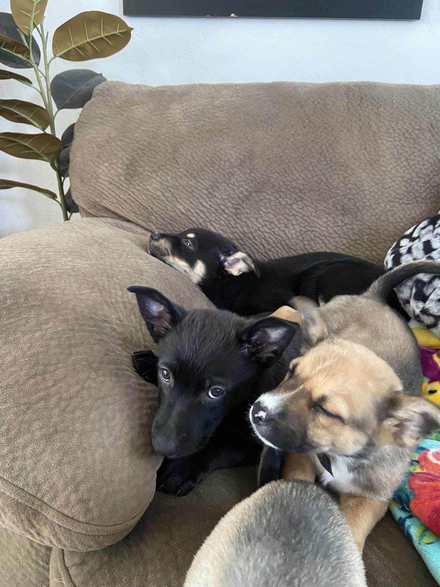 LYRRA - Corgi / Australian Cattle Dog/Blue Heeler available for adoption