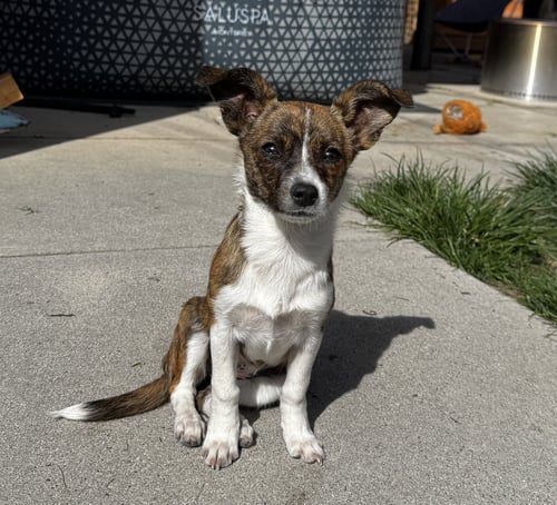 CHI TOE - Chihuahua available for adoption