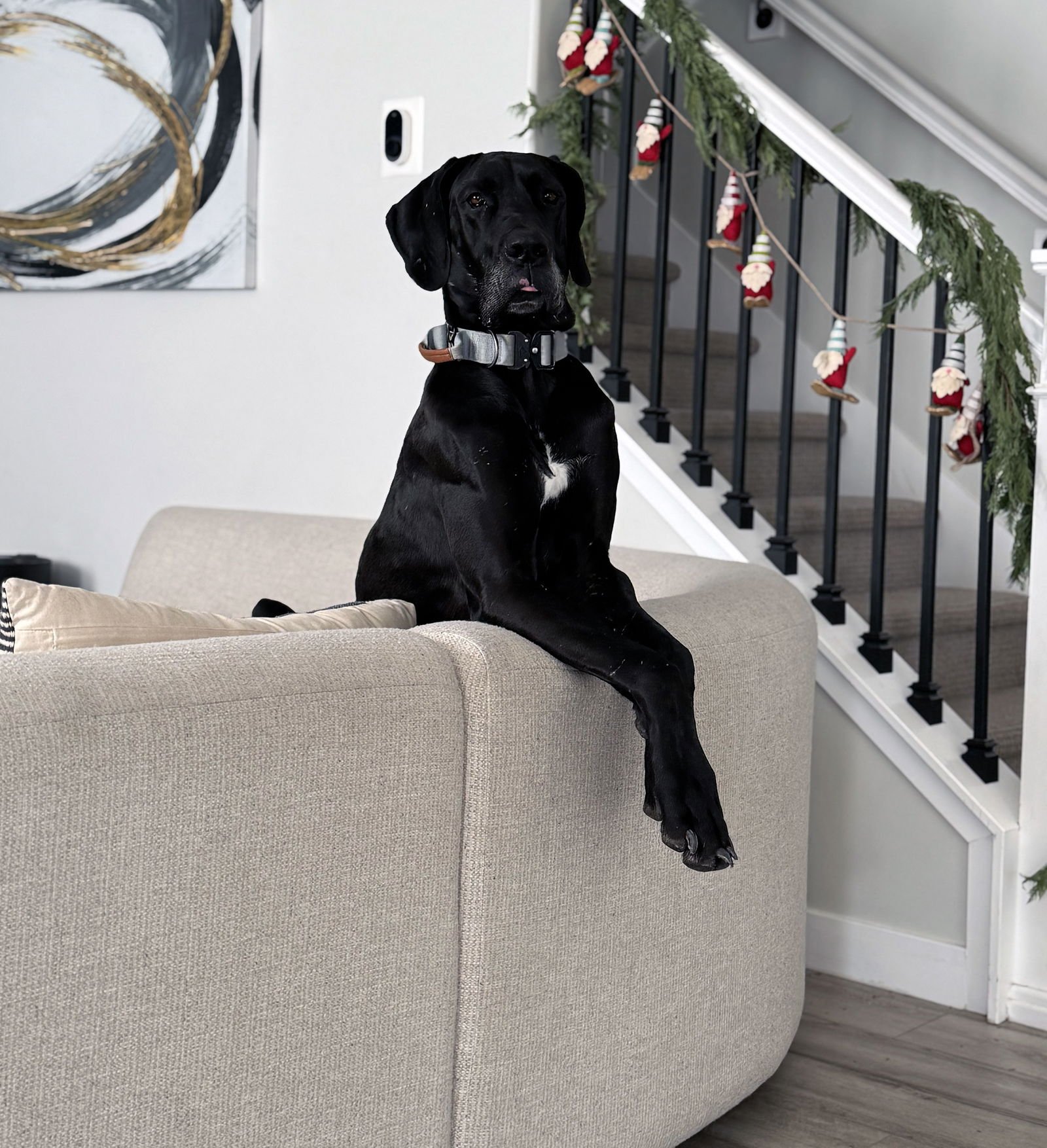 BODEE - Great Dane available for adoption