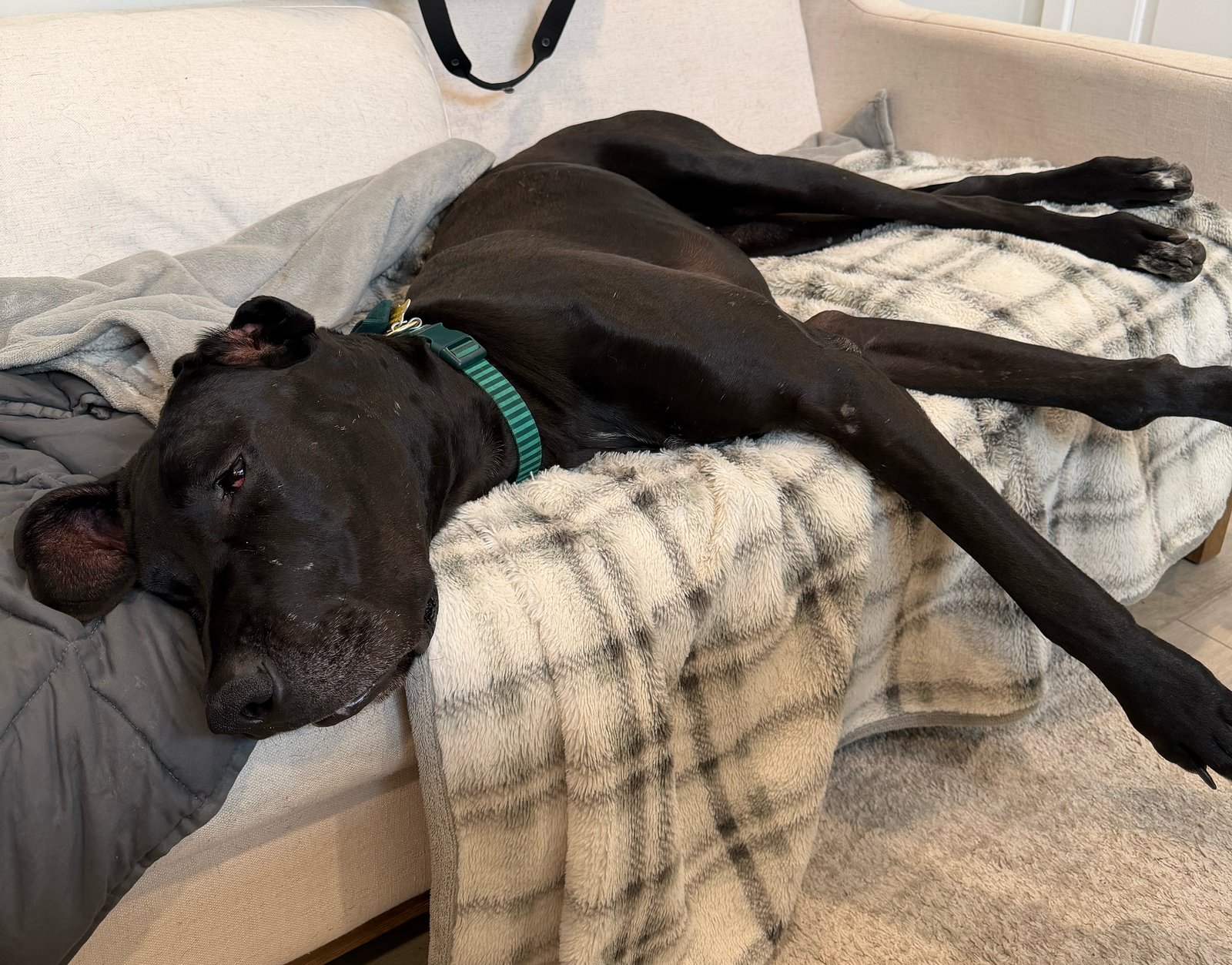 BODEE - Great Dane available for adoption