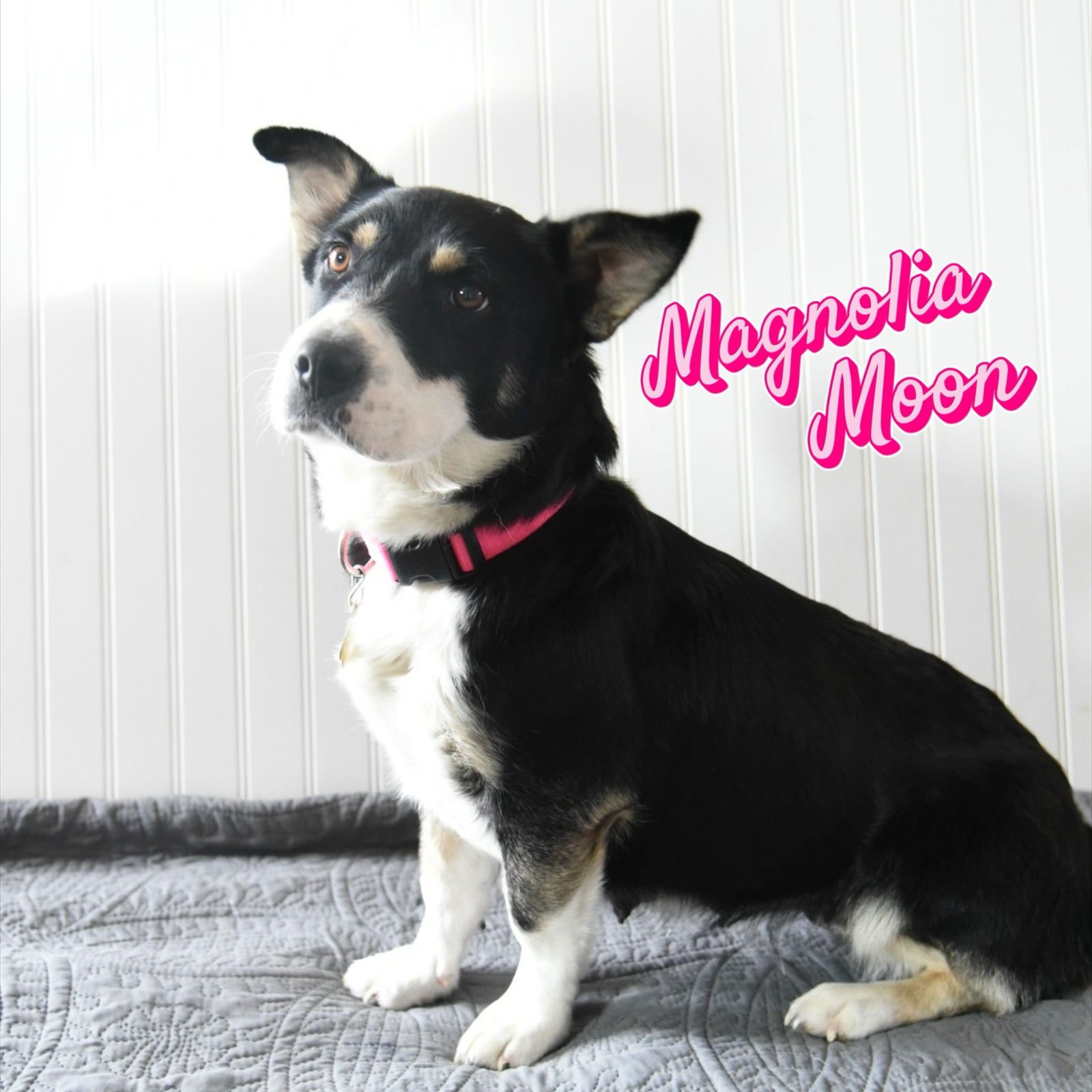 MAGNOLIA MOON - Corgi / Australian Cattle Dog/Blue Heeler available for adoption