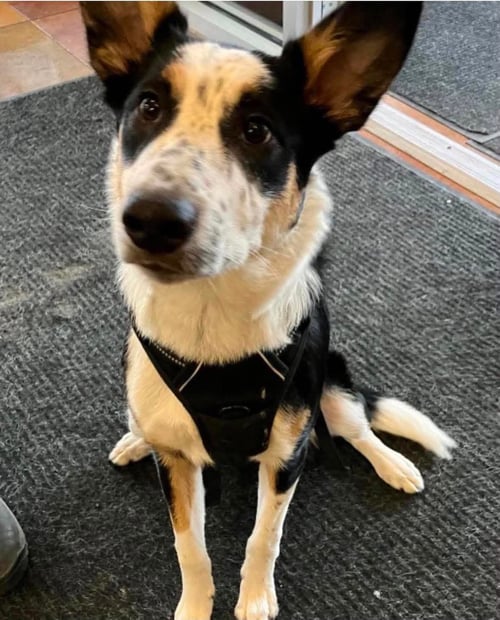 ZIPP - Cattle Dog available for adoption