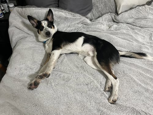 ZIPP - Cattle Dog available for adoption