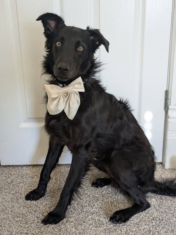Walter McWoof Image