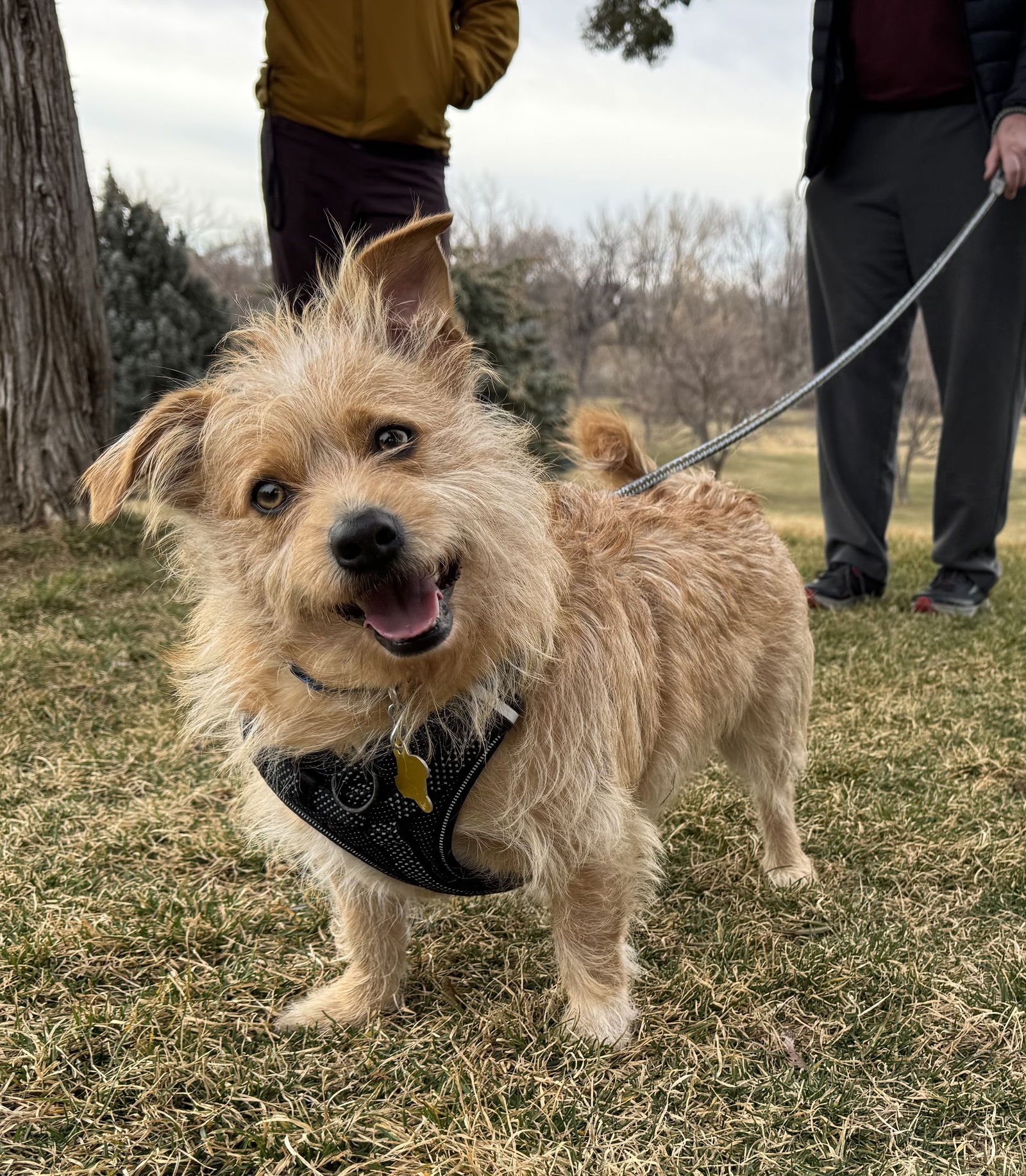 DIESEL STYLES - Poodle (unknown type) / Chihuahua available for adoption