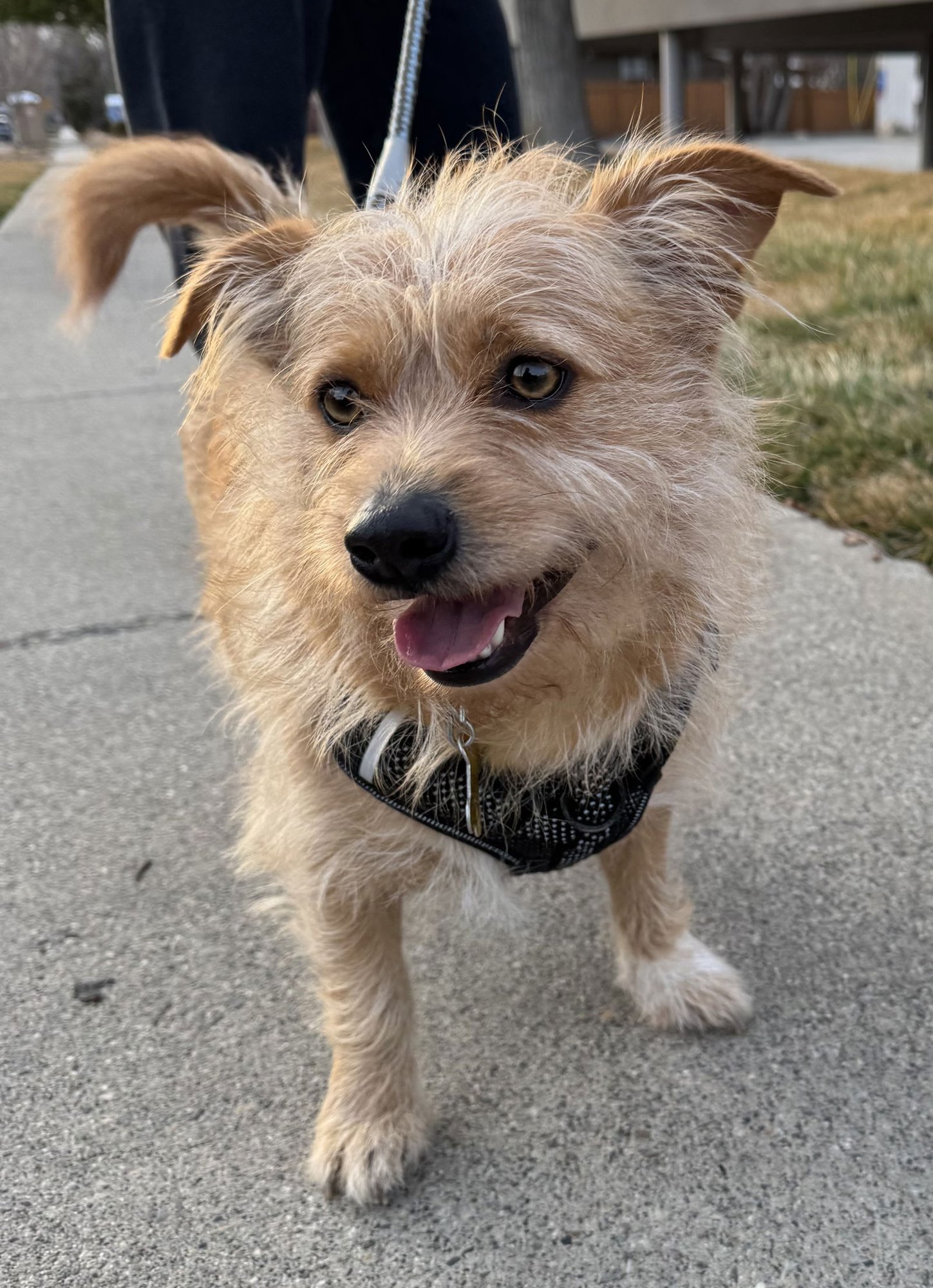 DIESEL STYLES - Poodle (unknown type) / Chihuahua available for adoption