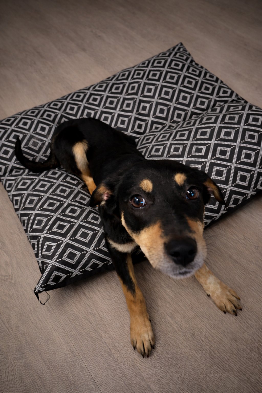 SHARLOTTE - Cattle Dog available for adoption