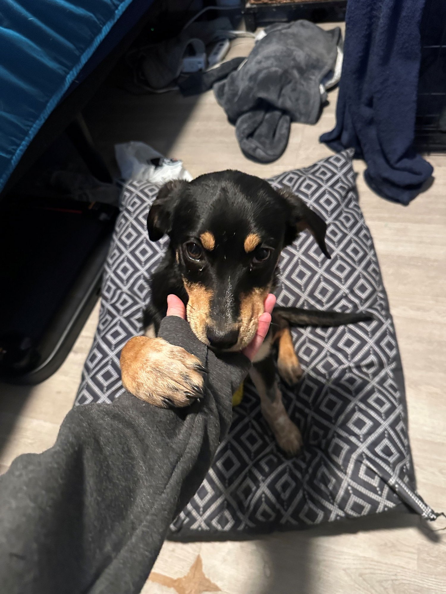 SHARLOTTE - Cattle Dog available for adoption