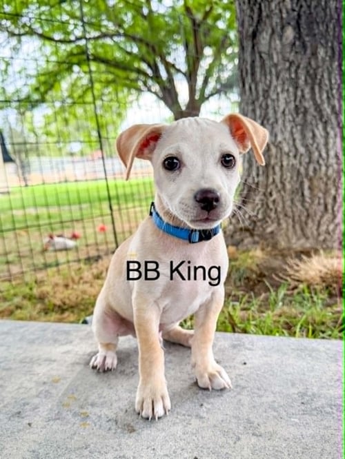 B.B. KING