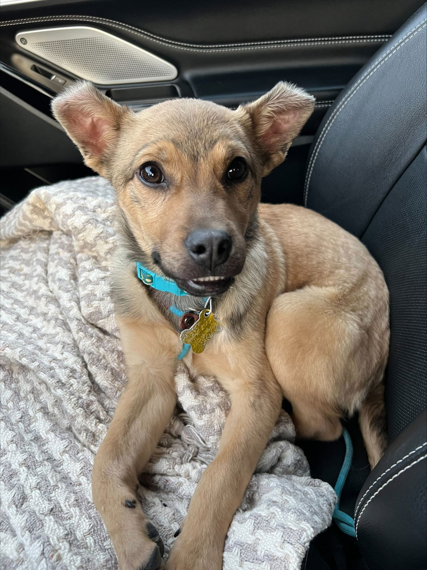 JOEY BANANA - Shepherd available for adoption