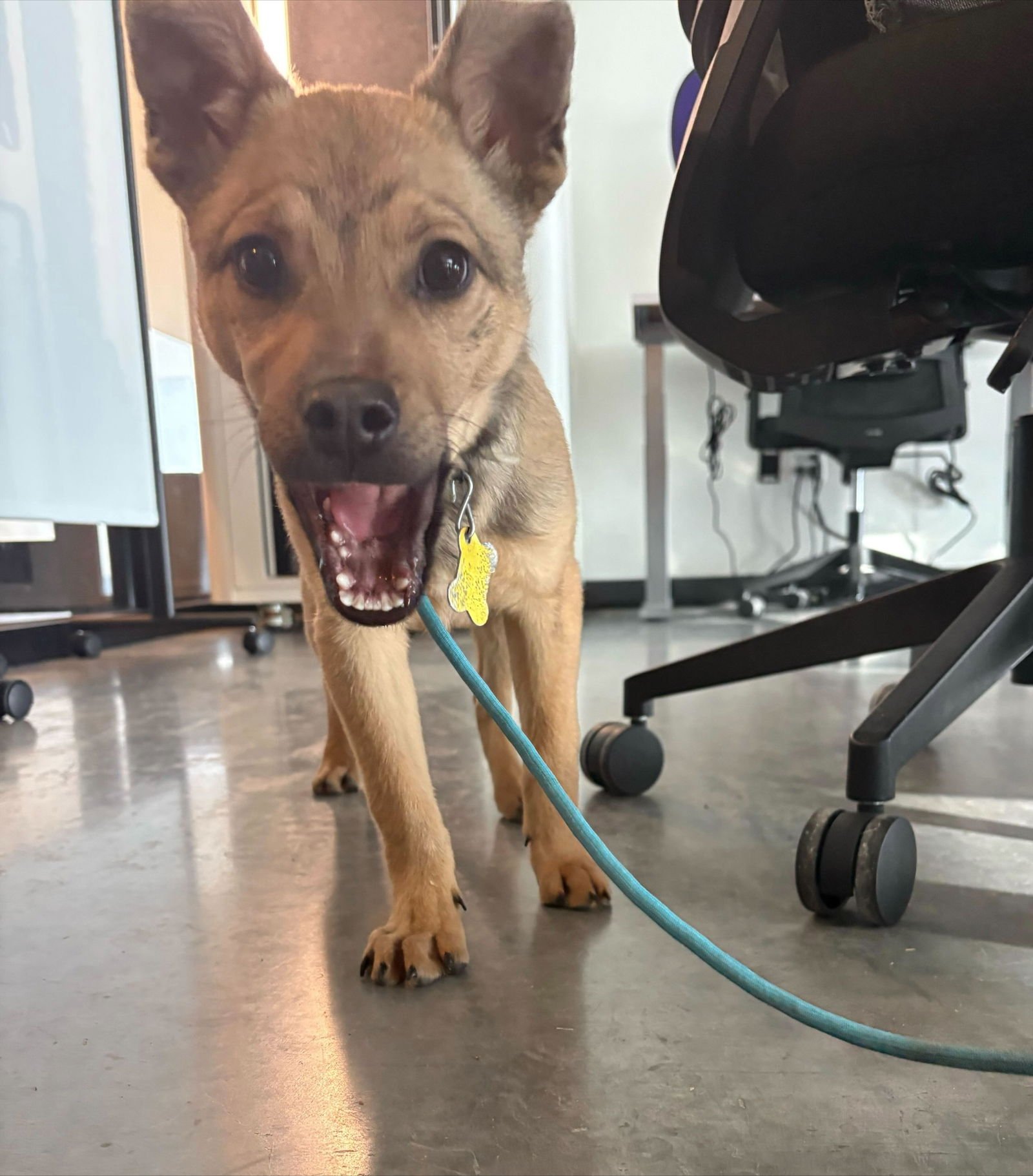 JOEY BANANA - Shepherd available for adoption