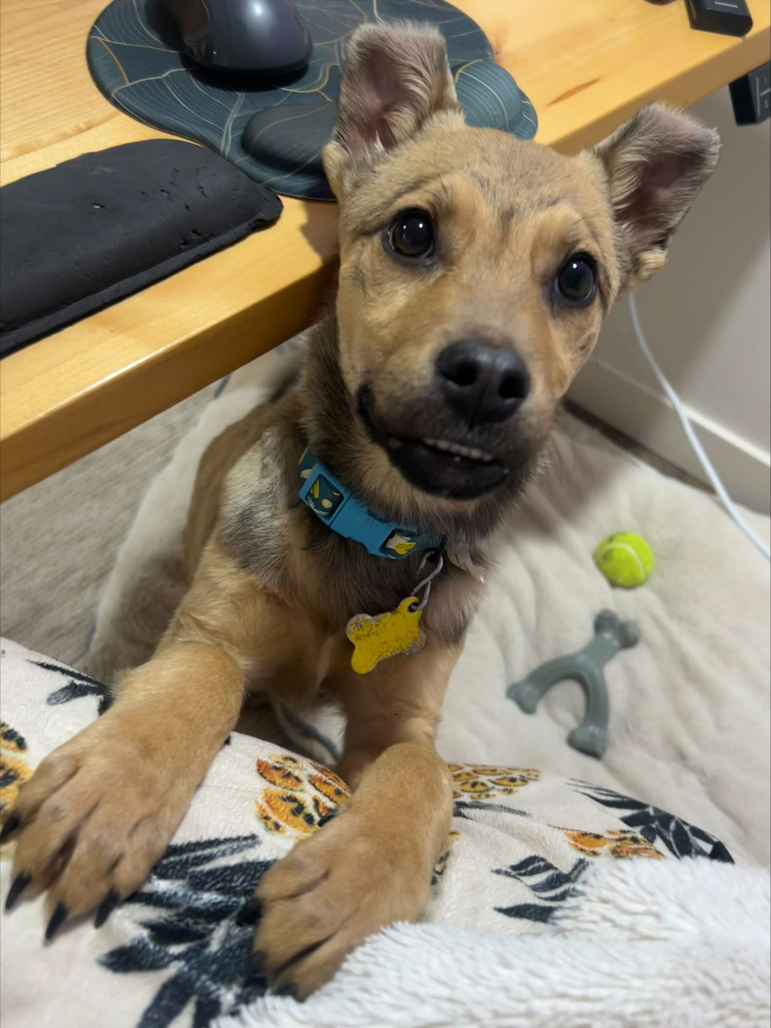 Joey Banana - Photo 4