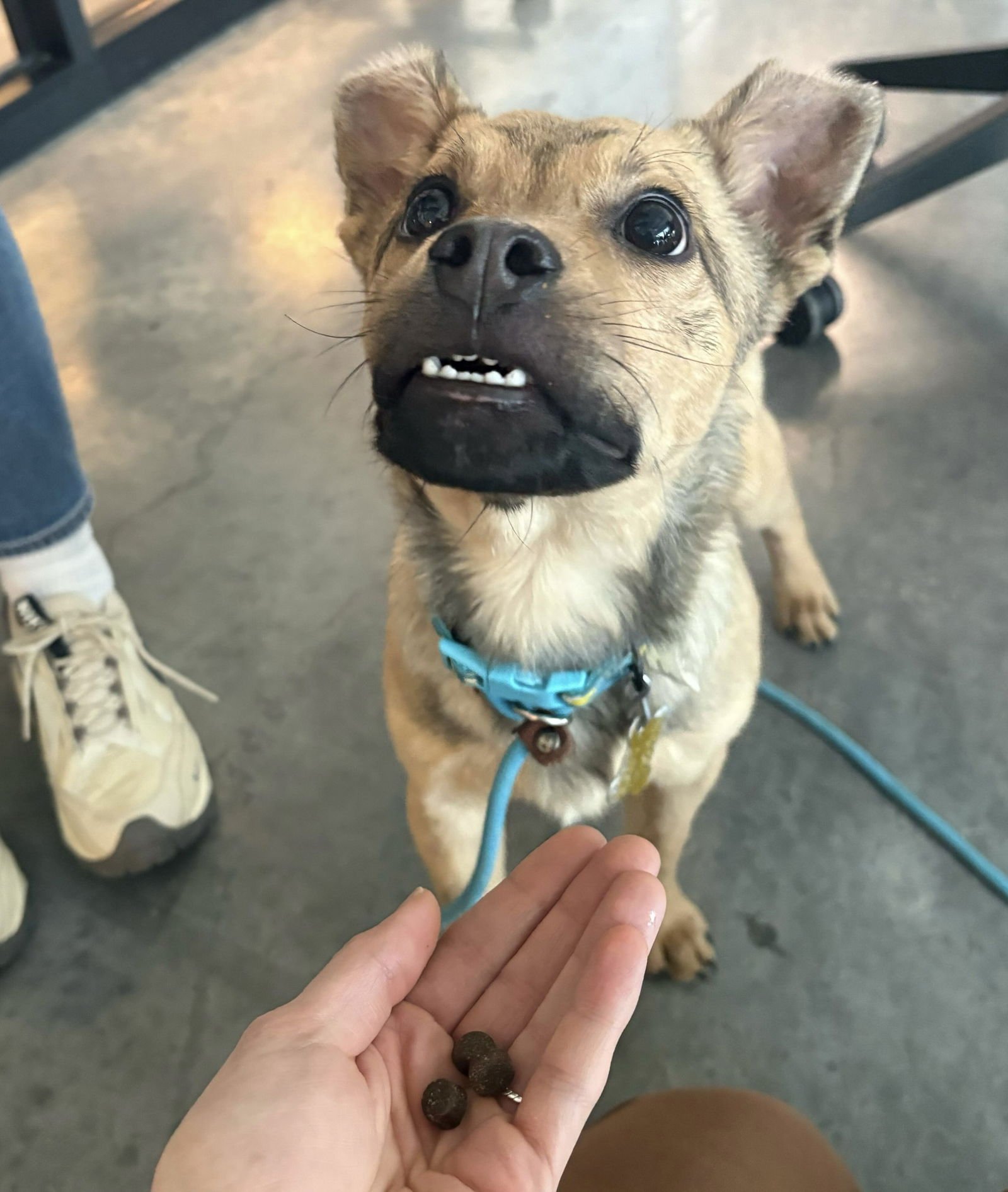 Joey Banana - Photo 6