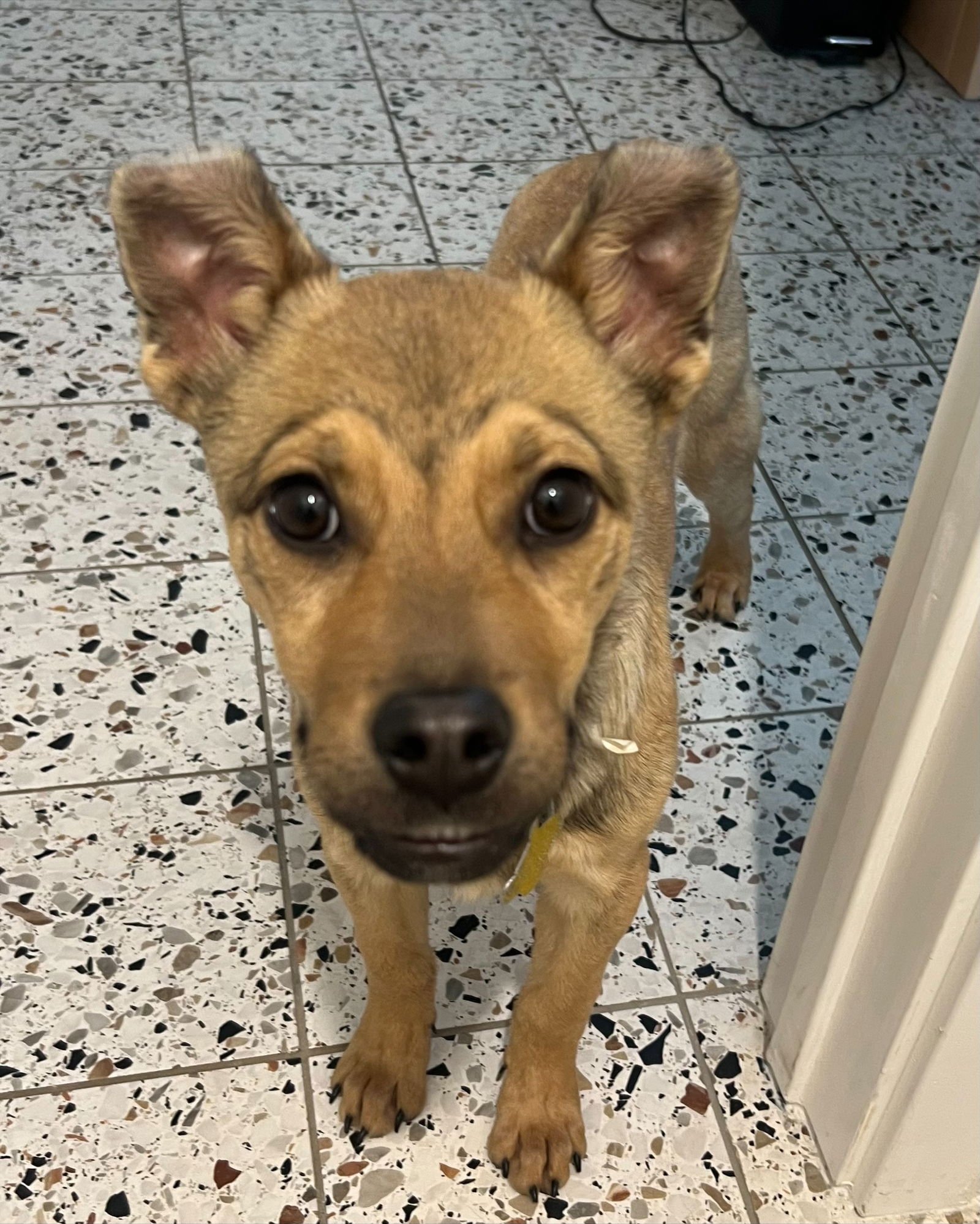 Joey Banana - Photo 7