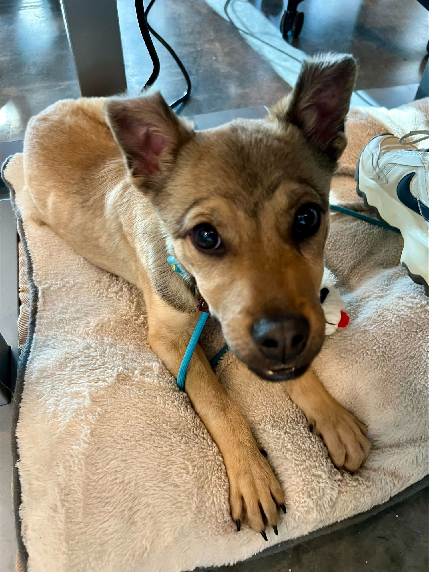 Joey Banana - Photo 8