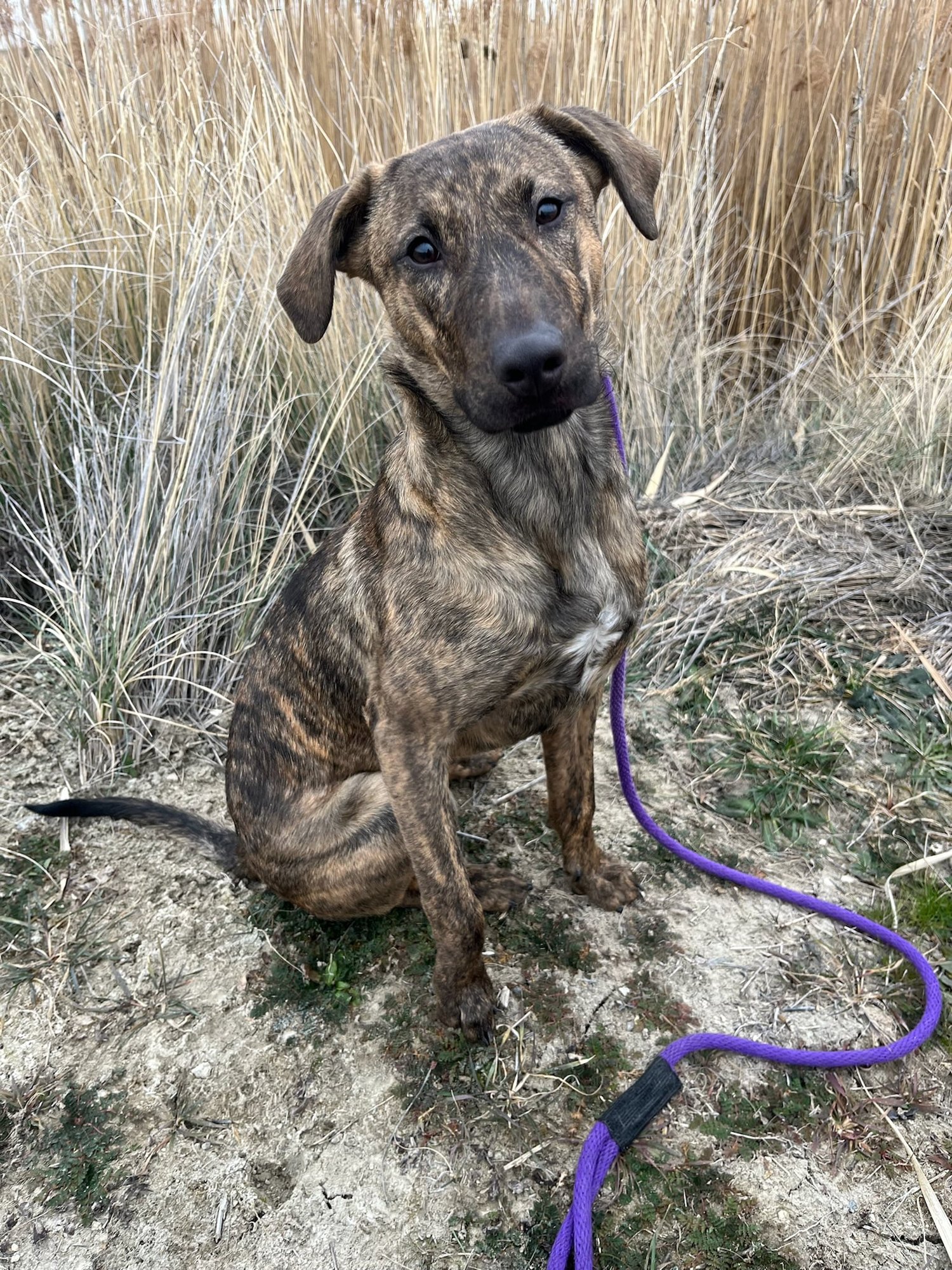 PERLA - Unknown available for adoption