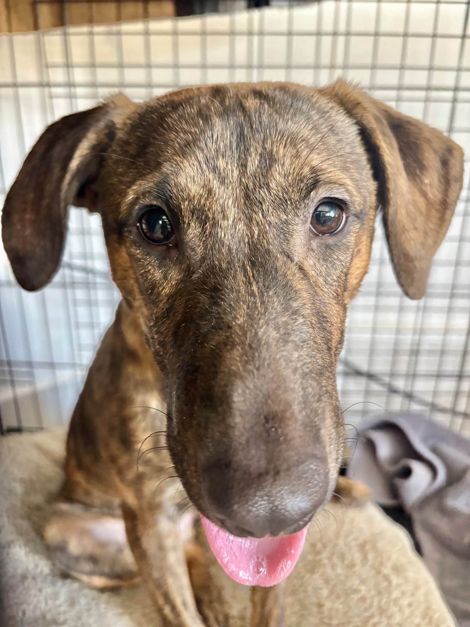 PERLA - Unknown available for adoption